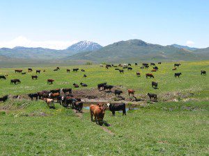 Yearlings In The Spring