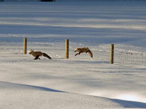 Fox Chasing Fox-1