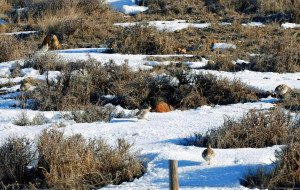 Hard to Spot Grouse