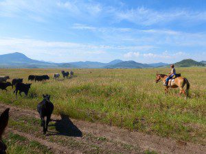 Laura Herding Cattle