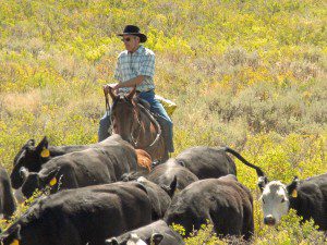 Pete E. Herding Cattle
