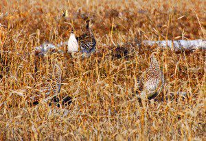 Sharp Tail Grouse