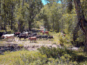 Trailing Cattle Cottonwood Draw