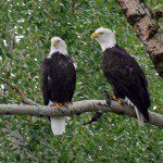 Bald Eagles Up River