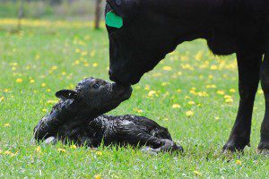 Mom and Calf